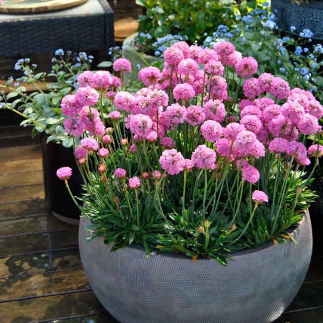 Armeria Dreameria Daydream | 1 Litre Garden Ready Plant