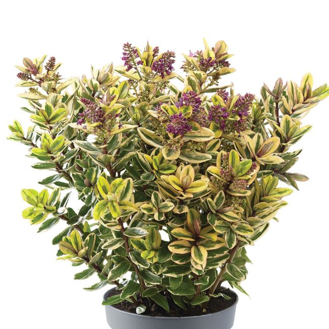 Hebe Tricolour | 9cm Garden Ready Plant