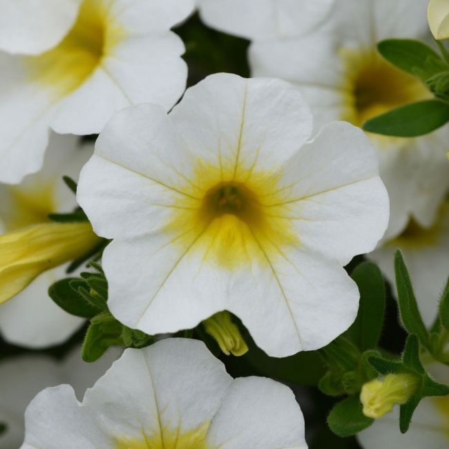 Calibrachoa Can Can Sunlight| 3 x 6cm Garden Ready Biodegradable Potted Plants