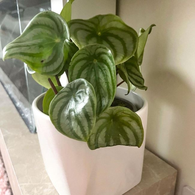 Peperomia argyreia watermelon | Houseplant 12cm Pot