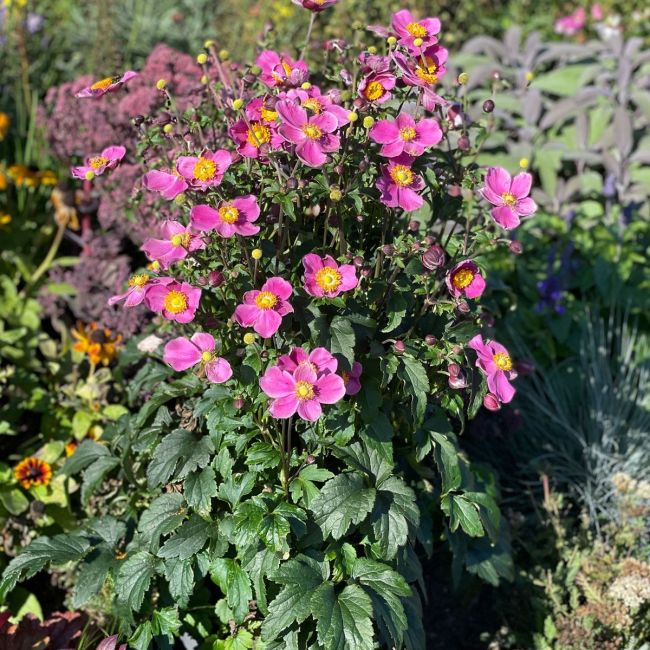 Anemone Emmy Rose Deep | 1 Litre Garden Ready Plant