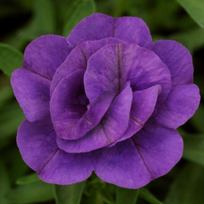 Calibrachoa Double Can Can Blue | 3 x 6cm Garden Ready Biodegradable Potted Plants