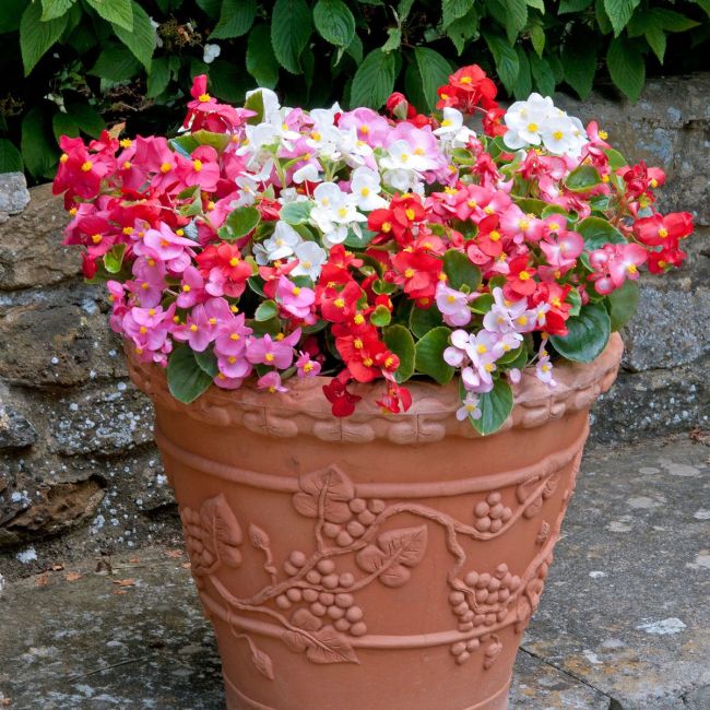 Begonia Heaven Mixed | Tray of 120 Value Plug Plants