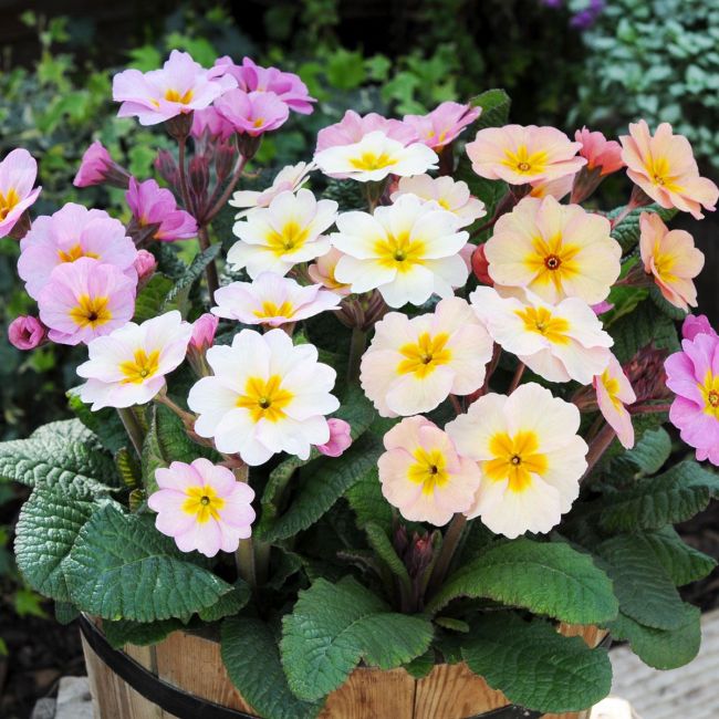 Polyanthus Stella Champagne | 5 x 6cm Garden Ready Biodegradable Potted Plants
