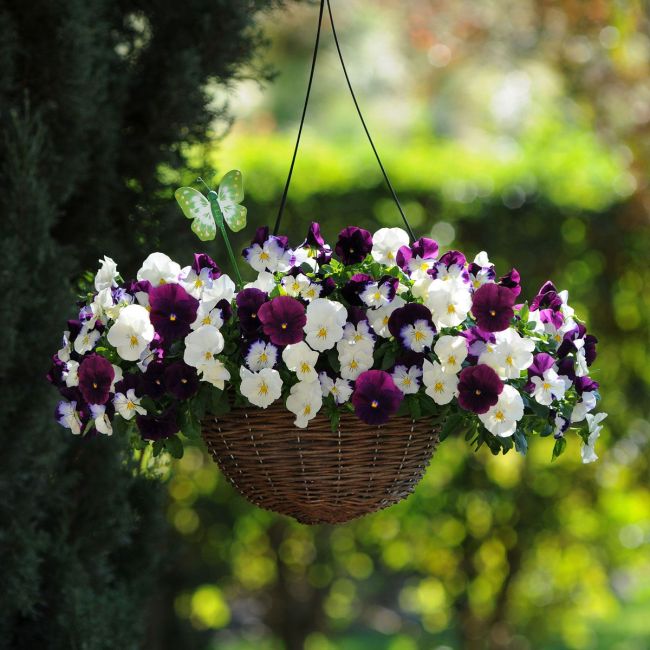 Pansy Cool Wave Berries and Cream Mix | 30cm Hanging Basket Speed Planter