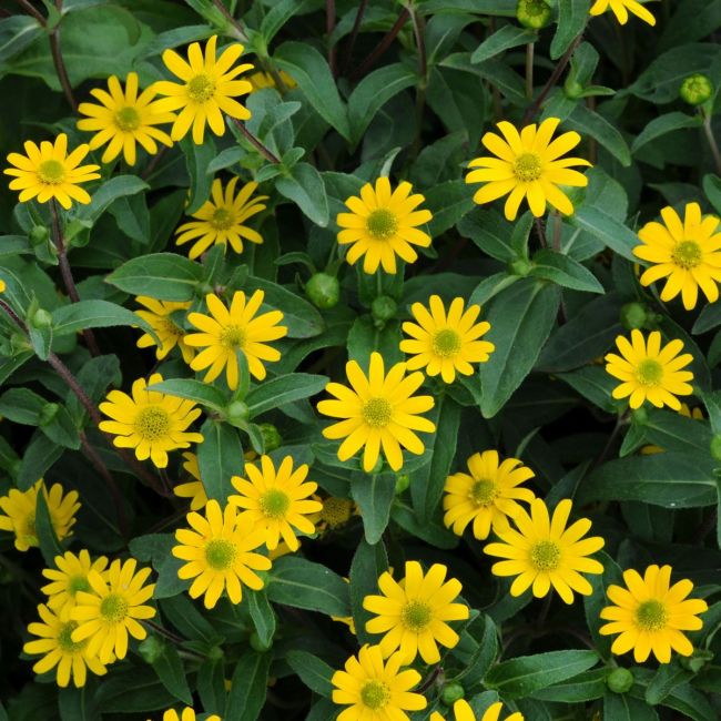 Sanvitalia Million Suns | 3 x 6cm Garden Ready Biodegradable Potted Plants