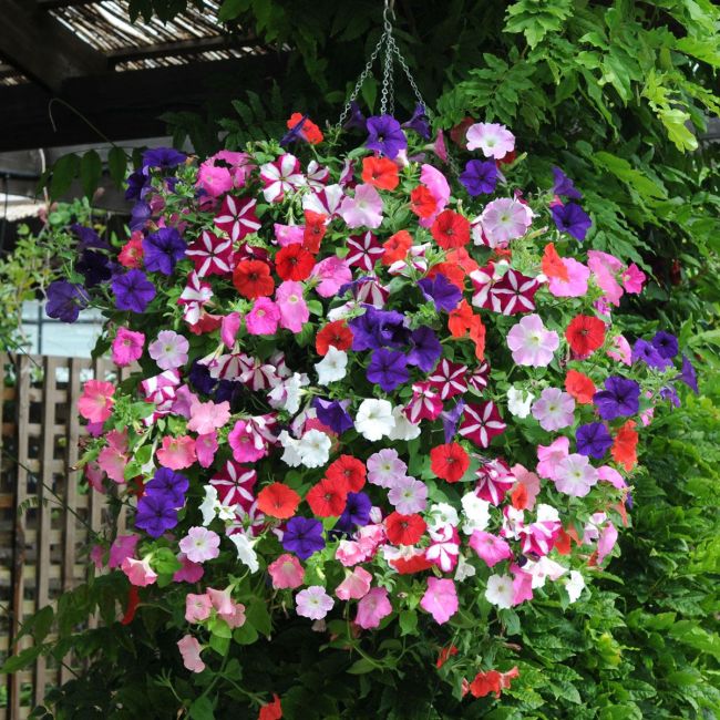 Petunia Easy Wave Mix | 5 x 6cm Garden Ready Plant the Pot Bedding Plants