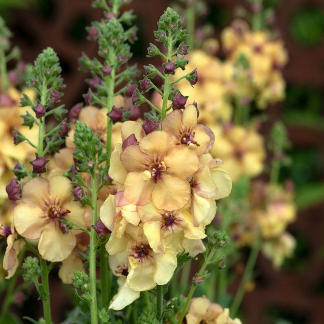 Verbascum Honey Dijon | 9cm Garden Ready Plant