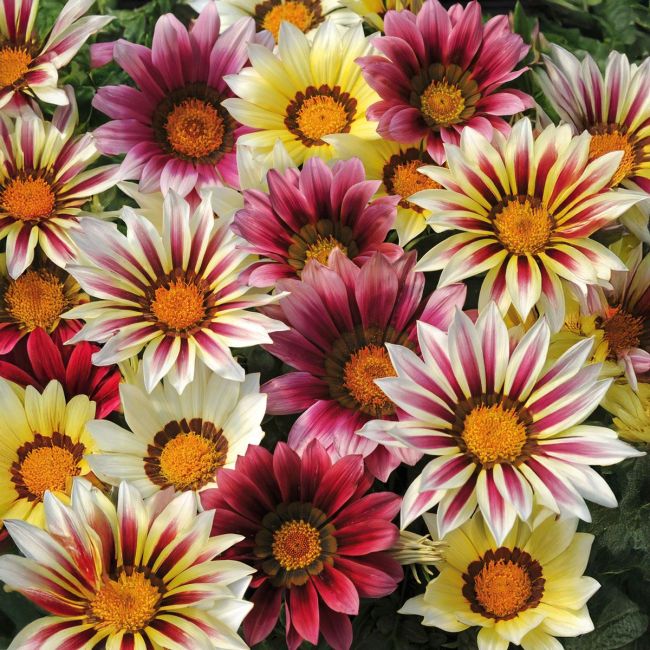 Gazania New Day Strawberry Sundae Mixed | Tray of 10 x 5cm Garden Ready Plants