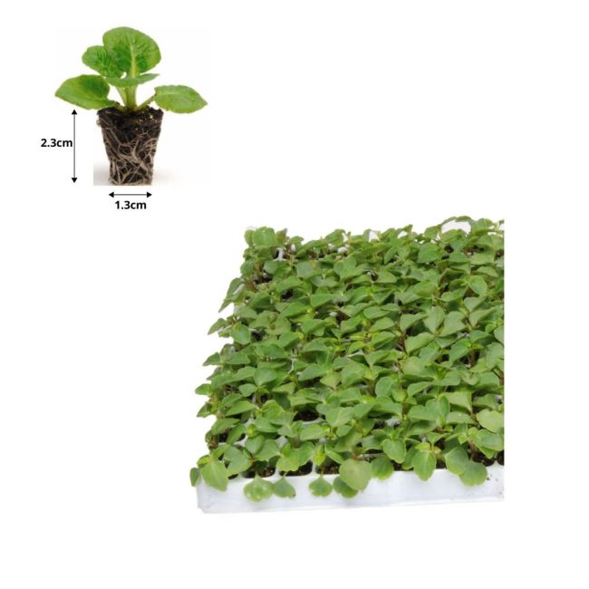 Verbena Quartz XP Berries & Cream Mixed Tray of 120 Value Plug Plants