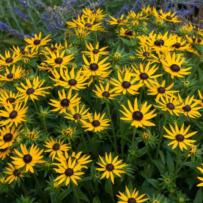 Rudbeckia Fulgida Little Goldstar | 1 Litre Garden Ready Plant