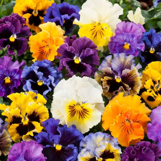 Pansy Frizzle Sizzle Mixed | Tray of 350 Plug Plants