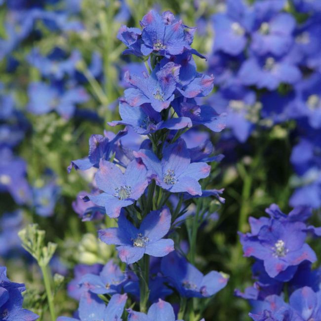 Delphinium Diamonds Blue | 1 Litre Garden Ready Plant