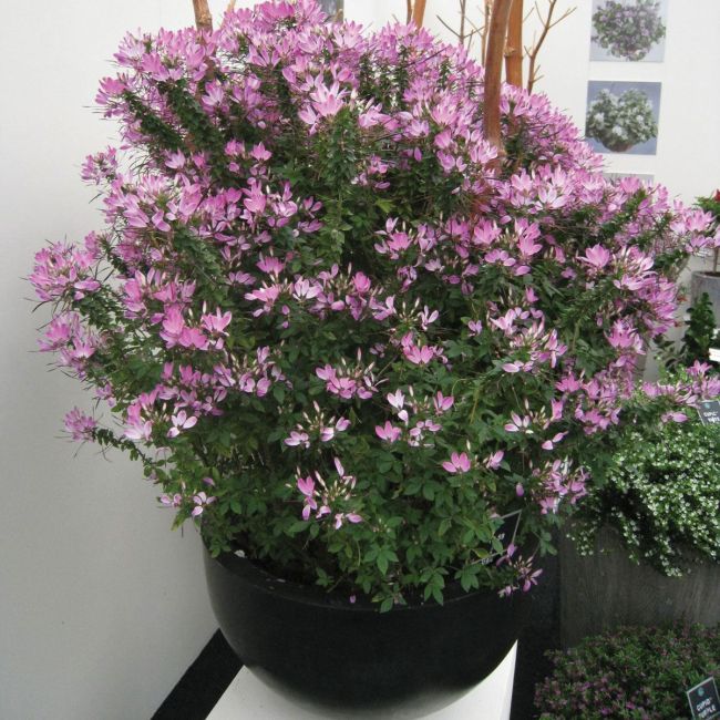Cleome Clio Magenta | 5 Large Plug Plants