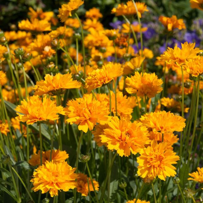 Coreopsis Early Sunrise | 3 x 6cm Garden Ready Biodegradable Potted Perennial Plants