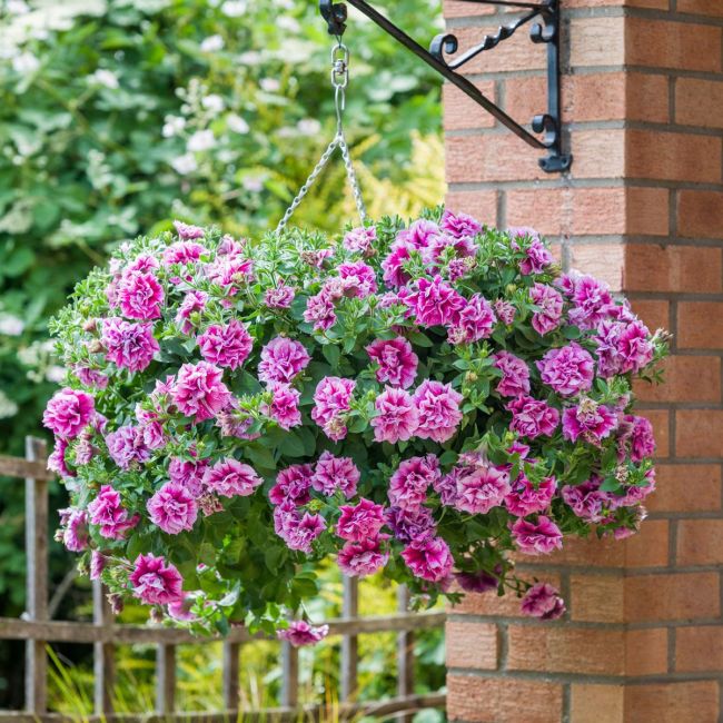 Petunia Tumbelina Helena | 3 x 6cm Garden Ready Biodegradable Potted Plants