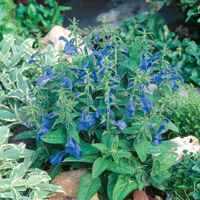 Salvia Patio Dark Blue | 5 Large Plug Plants