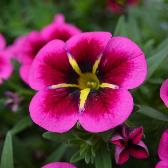 Calibrachoa Cabaret Good Night Kiss | 3 x 6cm Garden Ready Biodegradable Potted Plants
