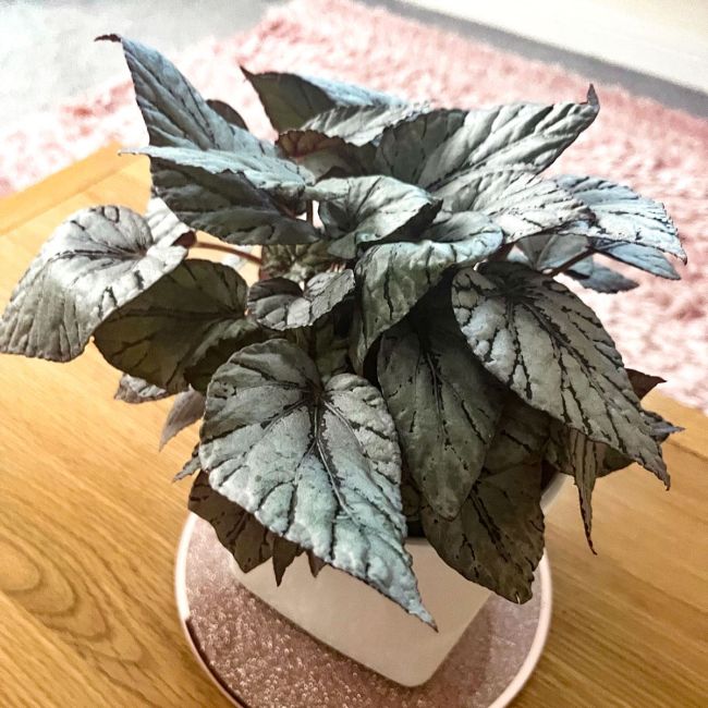 Begonia Rex Mixed Varieties | Houseplant 13cm Pot