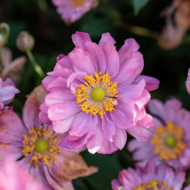 Anemone x hybrida Bressingham Glow | 1 Litre Garden Ready Plant