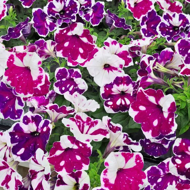Petunia Purple White Sky | 3 x 6cm Garden Ready Biodegradable Potted Plants