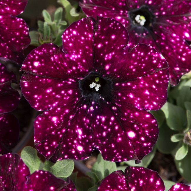 Petunia Lightning Sky | 3 x 6cm Garden Ready Biodegradable Potted Plants