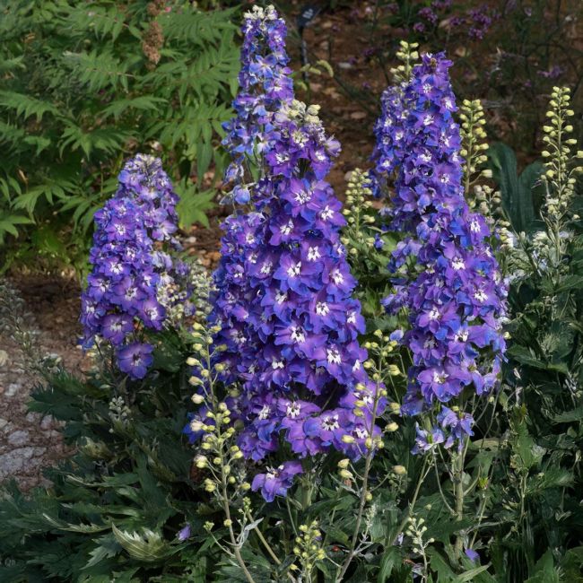 Delphinium Delgenius Glitzy | 1 Litre Garden Ready Plant