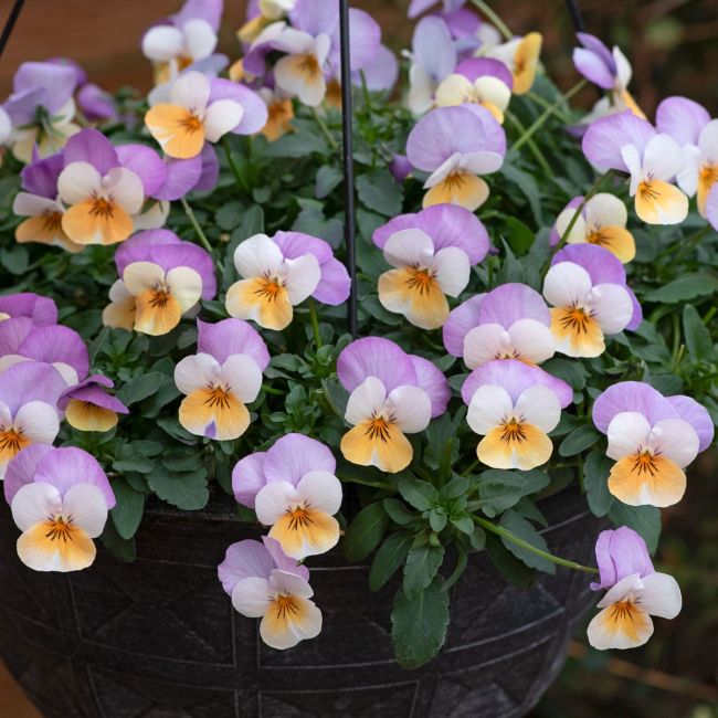 Viola F1 (Trailing) Teardrops Apricot Purple Wing | 3 x 6cm Garden Ready Biodegradable Potted Plants