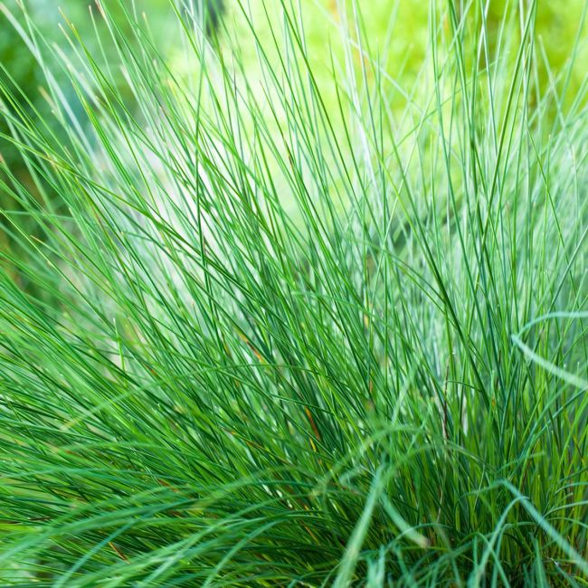 Grass Festuca Amethystina | 3 x 6cm Garden Ready Biodegradable Potted Perennial Plants