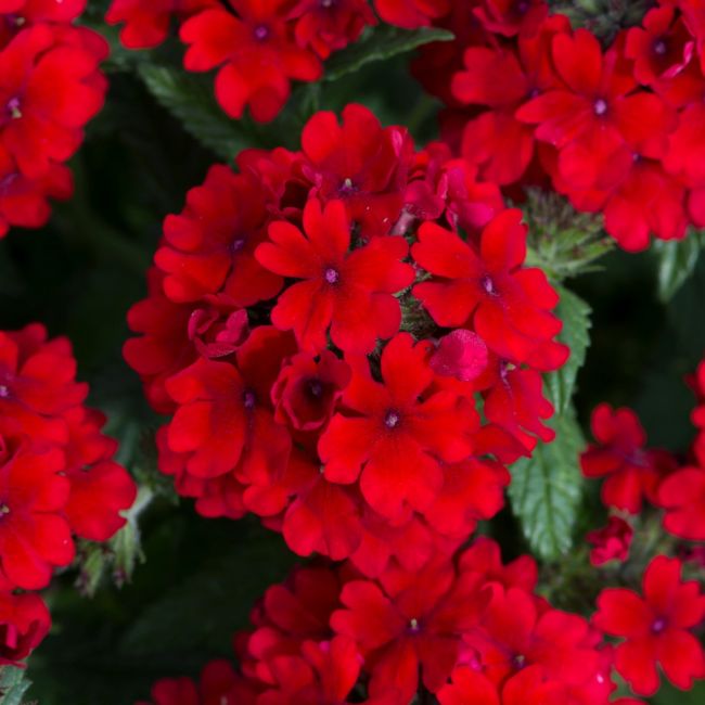 Verbena Showboat Dark Red (Spreading) | 5 Large Plug Plants
