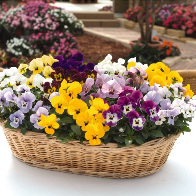Viola Sorbet Babyface Mixed | Tray of 350 Plug Plants