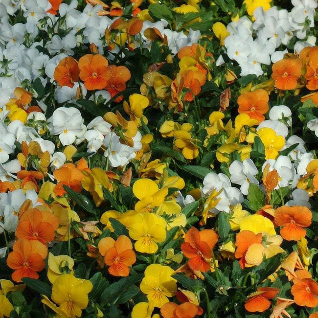 Viola Sorbet Citrus Mixed | Tray of 350 Plug Plants