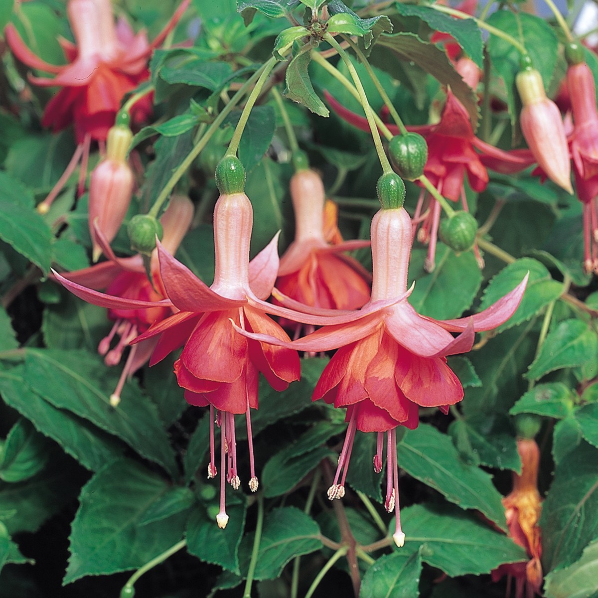 Fuchsia Dancing Flame (Trailing) | 5 Large Plug Plants