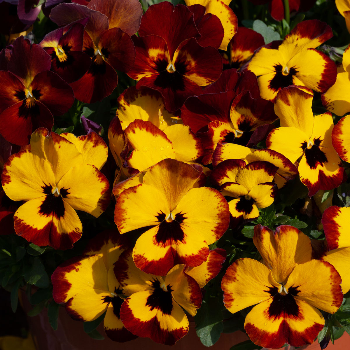 pansy Pansy Trailing Freefall XL Fire | Pack of 3 Garden Ready 7cm Pots
