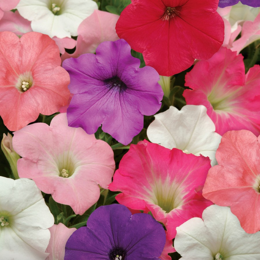 Petunia Trailing Easy Wave Mixed | Tray of 84 Plug Plants