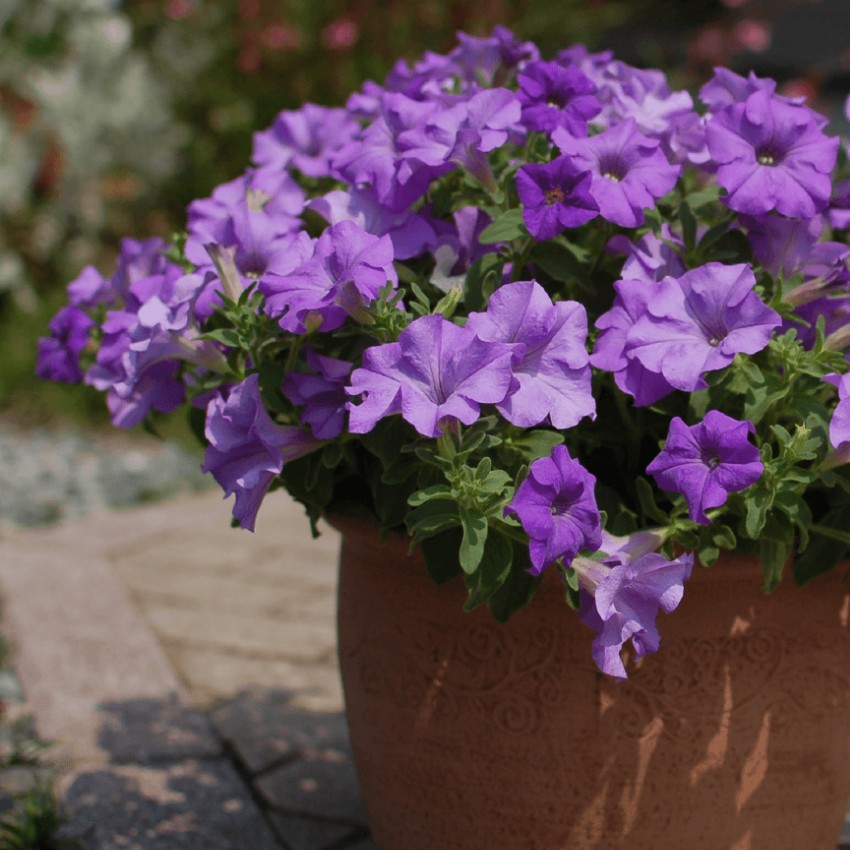 bonbonero紫 パープル bonbonero ボンボネロ 紫 パープル