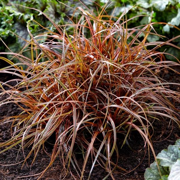 Frantic Perennial Herbs Or Shrubs '94 レア Uncinia rubra Everflame Ornamental Grass | 9cm Garden Ready Plant