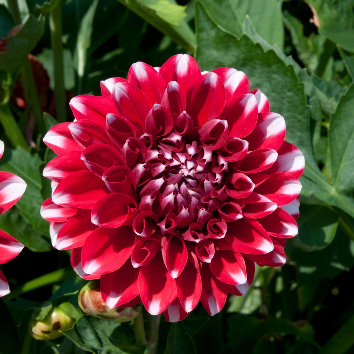Dahlia Dalina Maxi Tampico | 3 Large Plug Plants