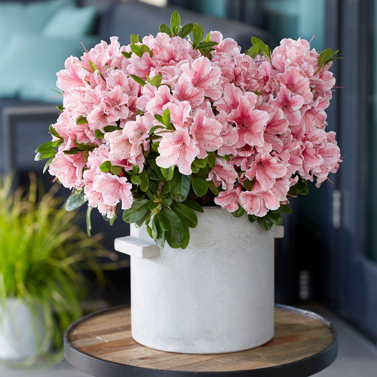 ★良品★head フレア142㎝ × head NX FLAIR sizeM Azalea Encore Autumn Sunburst | 9cm Garden Ready Plant