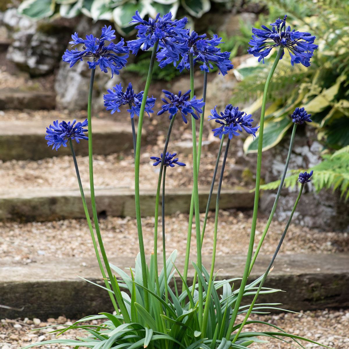 Agapanthus Starry Night | 1 Litre Garden Ready Plant