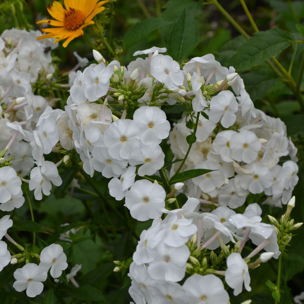 Phlox paniculata Flame Pro White | 1 Litre Garden Ready Plant