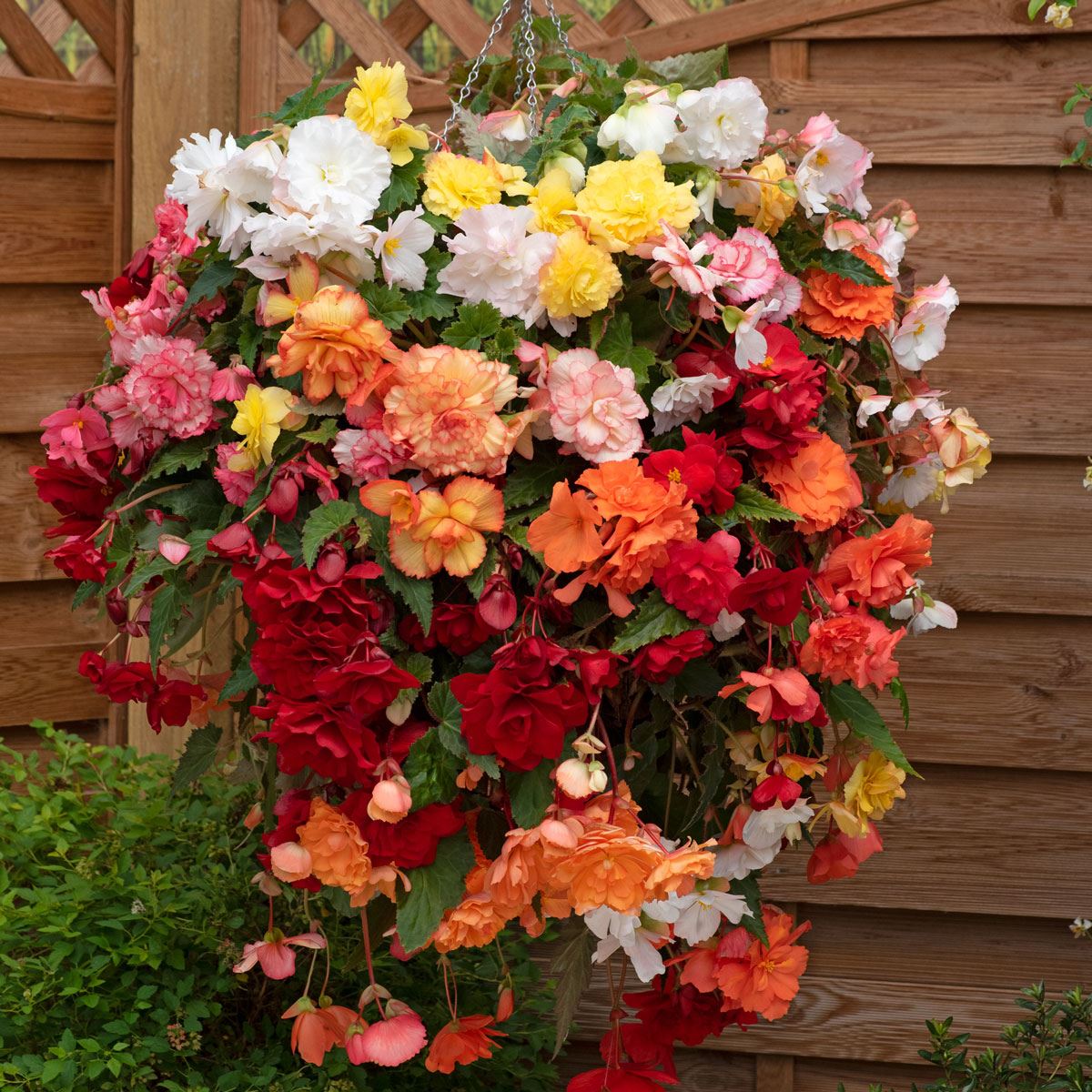 Begonia Trailing Sun Dancer Mixed | Tray of 28 Value Large