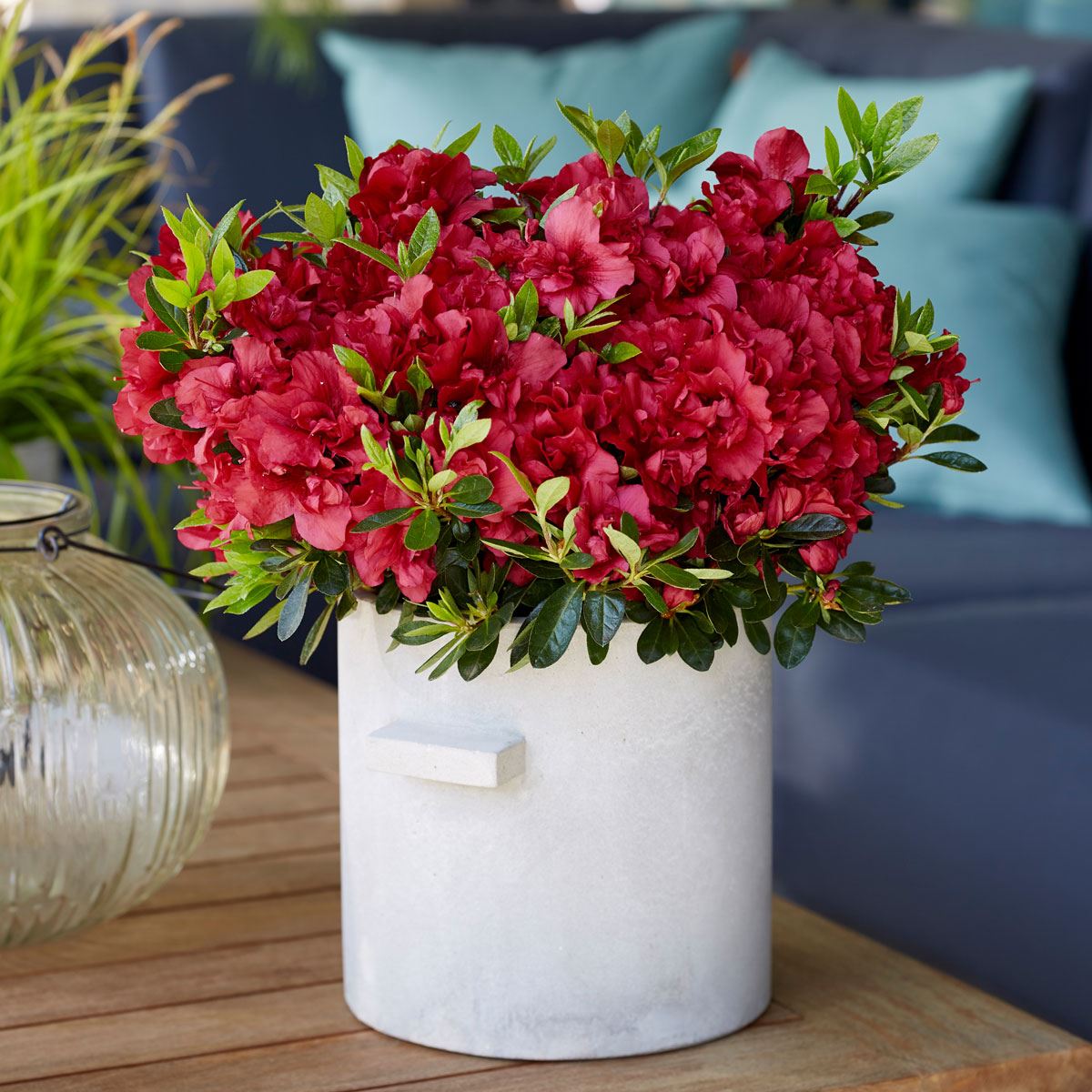 Azalea Encore Autumn Fire | 9cm Garden Ready Plant