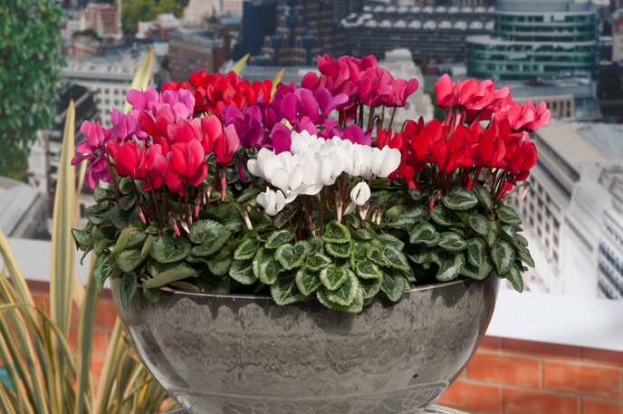 Hanging Basket Plants Trailing Petunias