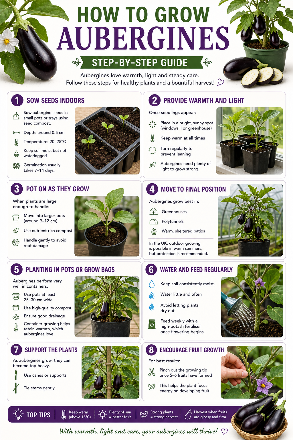 Gardeners Guide: How To Grow Aubergine