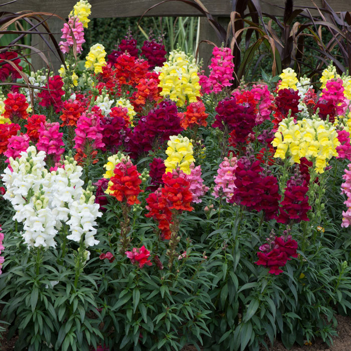 Wholesale Bedding Plants Enhance Your Landscape with Bulk Savings