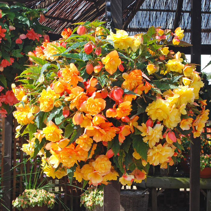 Wholesale Bedding Plants Enhance Your Landscape with Bulk Savings