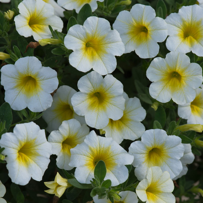 Wholesale Bedding Plants Enhance Your Landscape with Bulk Savings