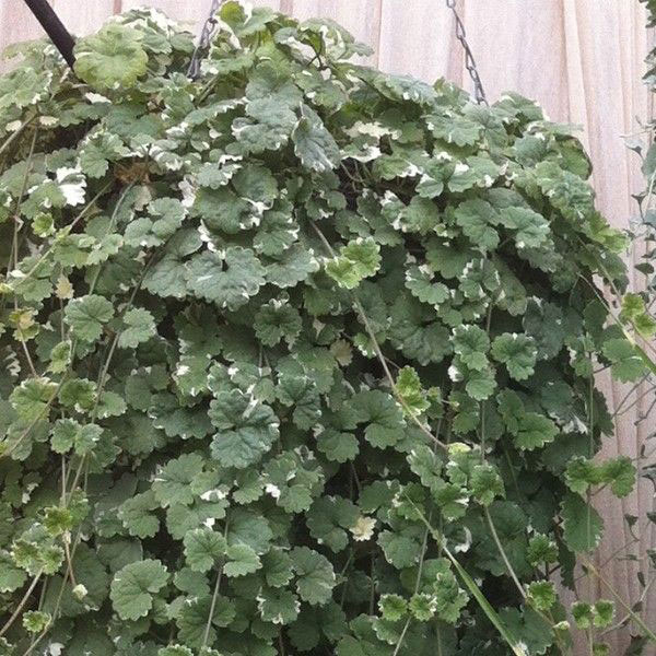 Wholesale Bedding Plants Enhance Your Landscape with Bulk Savings