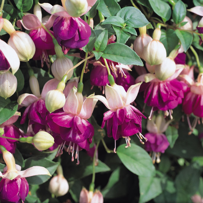 Wholesale Bedding Plants Enhance Your Landscape with Bulk Savings